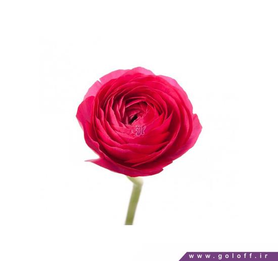 گل فروشی اینترنتی - گل آلاله تالیا - Ranunculus | گل آف